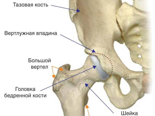 Схематическая анатомия тазобедренного сустава